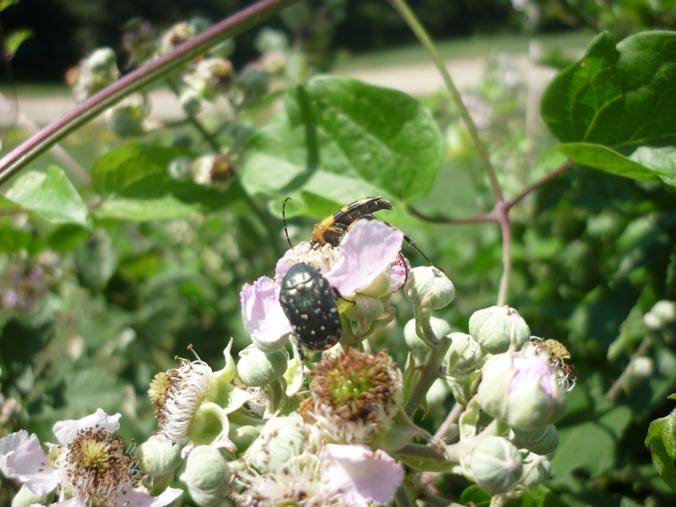 vari coleotteri dall''appennino...